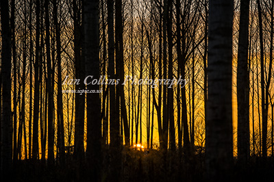 Sunset wood. Bartestree Herefordshire.